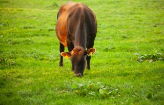 Genoomaanpassing landbouwhuisdieren volgens onderzoek ethisch mogelijk