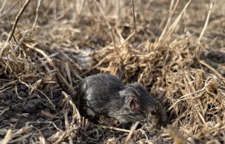 Muizen beschadigen 18.000 hectare grasland