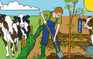 Succes agroforestry en voedselbos vraagt vakwerk en geduld