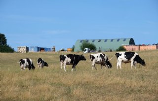 EMA pleit voor vergunning vaccin lumpy skin disease