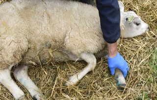 Blauwtongonderzoek moet deuren openen