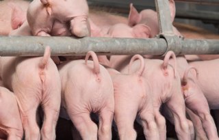 Staatssecretaris moet couperen biggenstaarten opnieuw beoordelen