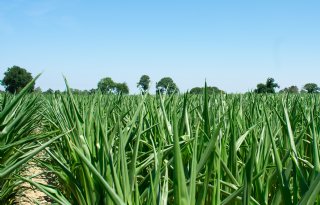 Franse maisoogst halveert bijna na droge zomer