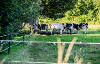 LVVN trekt 5,4 miljoen euro uit voor dierwaardige stallen