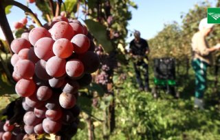 Natte nazomer voorkomt nieuw topjaar voor wijnbouwers