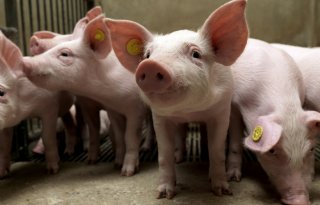 Biggenprijs daalt naar laagste niveau sinds 2021
