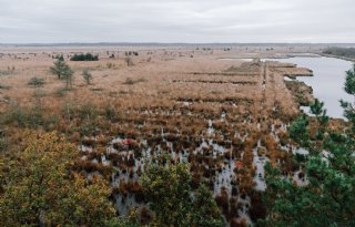 Herziening natuurdoelen Fochteloërveen nodig: ‘Stop met dode paarden’