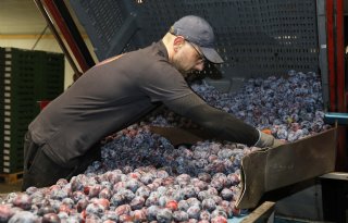 Grote pruimenoogst dreigt financiële strop te worden