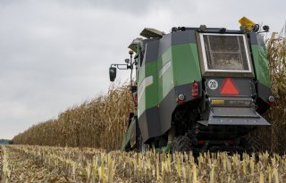 ‘Omstandigheden voor korrelmais zijn in Nederland perfect’