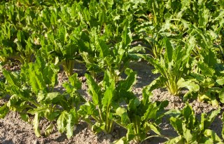 Ziekteonderzoek start na vangst glasvleugelcicaden