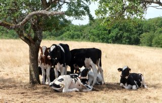 Boerenbond: 2026 zwaar jaar voor Vlaamse veehouderij