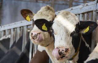 Kwart melkveebedrijven dreigt fosfaatrechten tekort te komen
