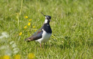 Weidevogels Workumerwaard onder de vleugels van Agrarisch Natuurfonds Fryslân