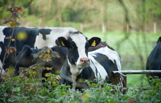 Voorintekening agrarisch natuurbeheer Overijssel en Brabant van start