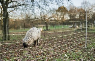 Dood dier met brief over wolf bezorgd bij gemeentehuis Oldebroek