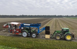 Planten van tulpenbollen na regenperiode weer hervat