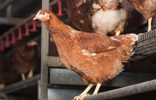 LTO: ophokplicht verstandige keuze na vogelgriepgevallen