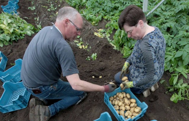 Ieder jaar met Pasen eerste aardappelen op de markt - Nieuwe Oogst