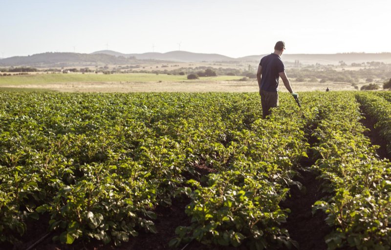  potato varieties more resistant to extreme climate
